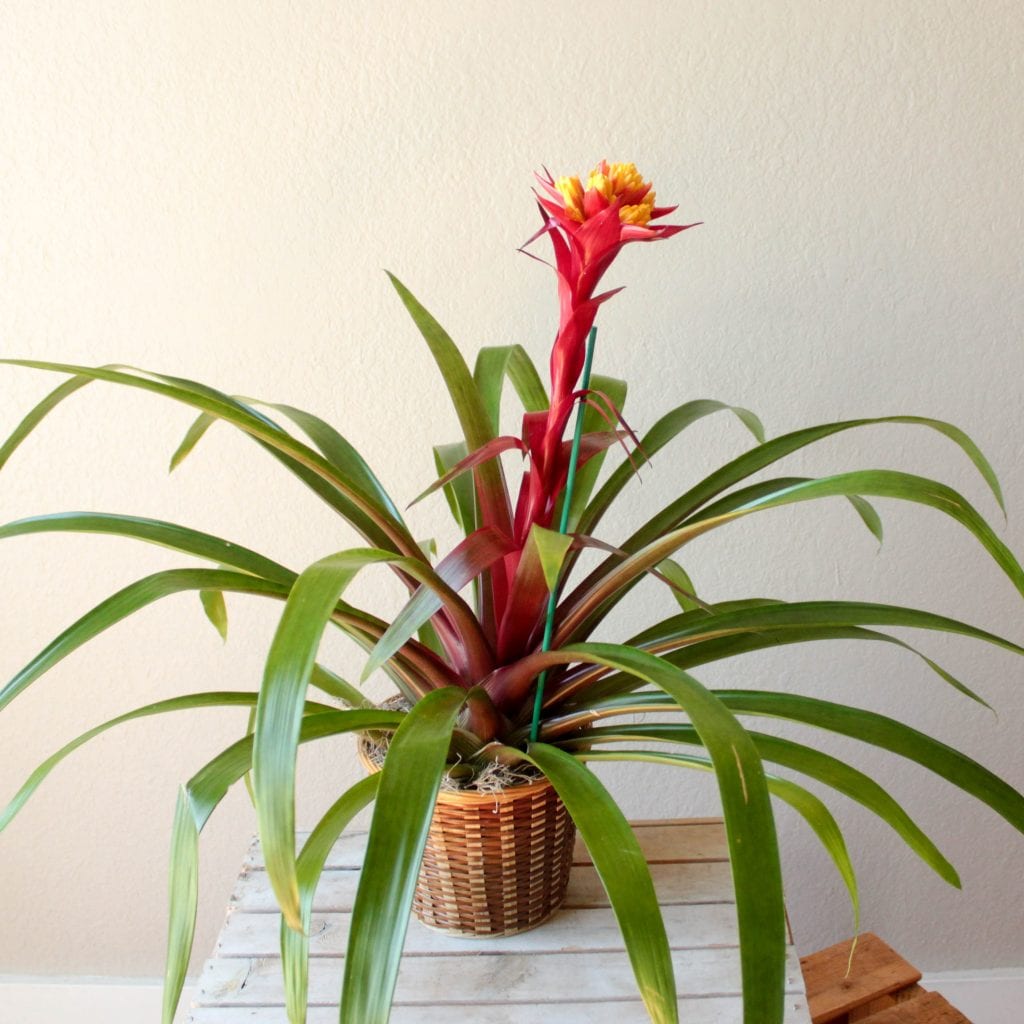 Bromeliad- 6