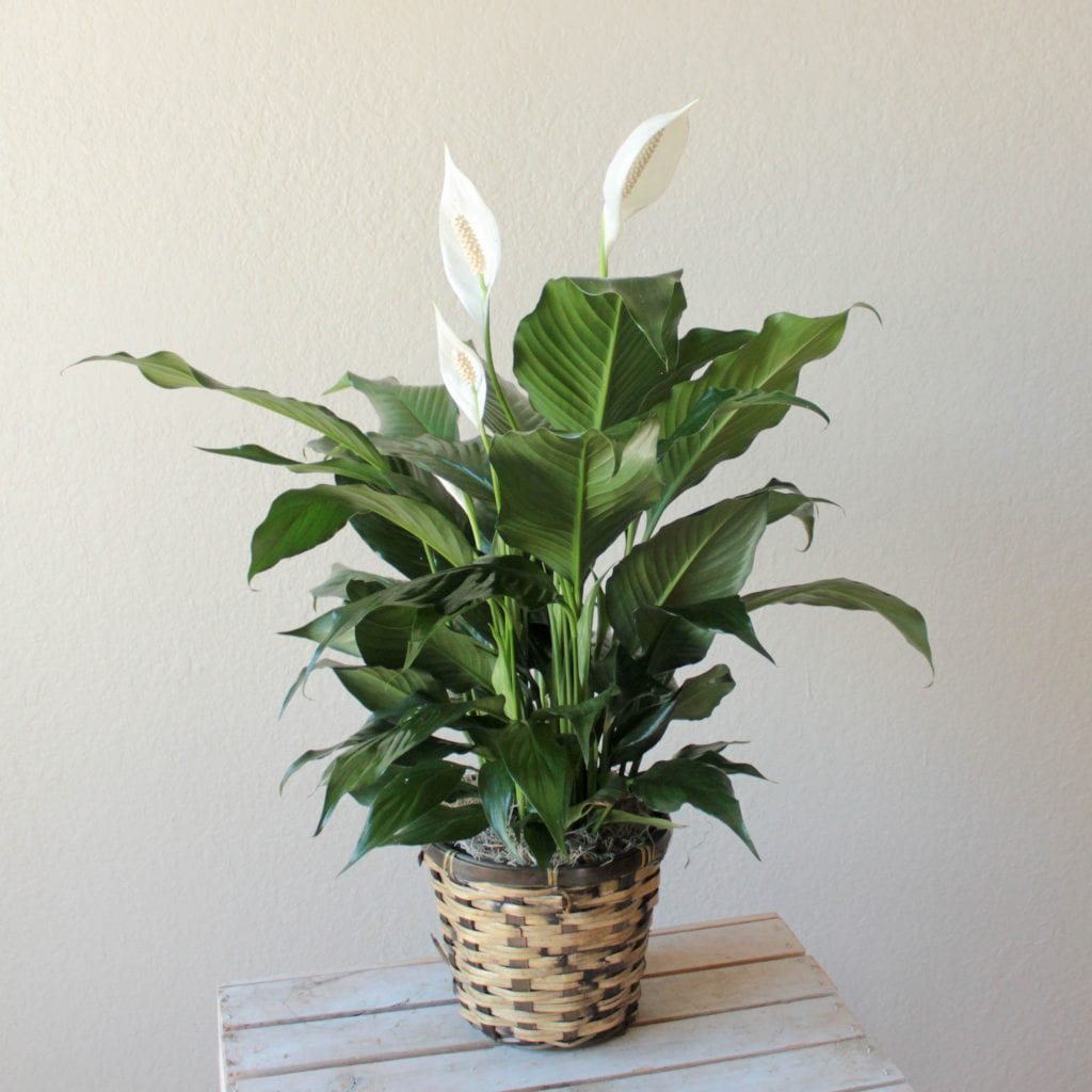 peace-lily-6-floral-arrangement-in-austin-tx-ben-white-florist