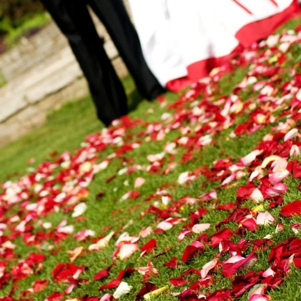 Rose Petals for a wedding