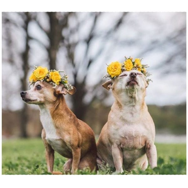 ZilkerBark! Dog Flower Crown