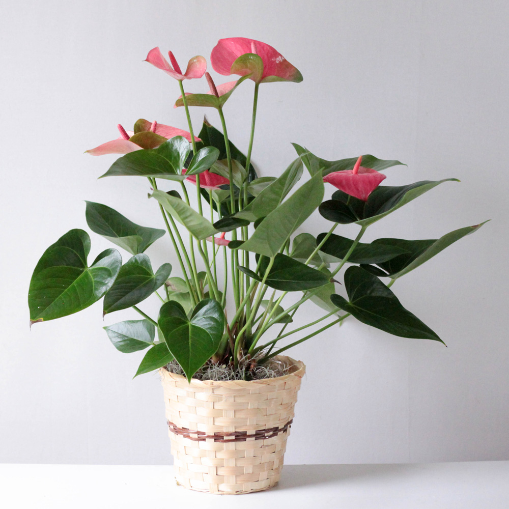 6" Anthurium Plant