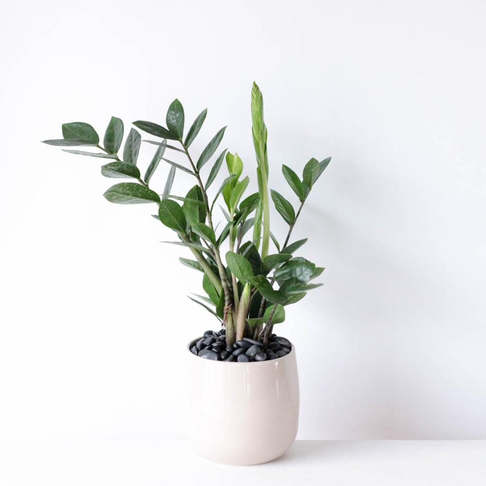ZZ Plant - 4"