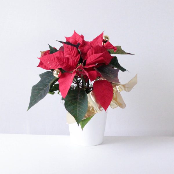 Poinsettia- 4"