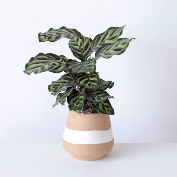 Calathea Plant