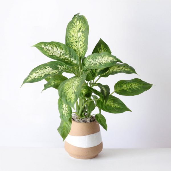 Dieffenbachia Plant