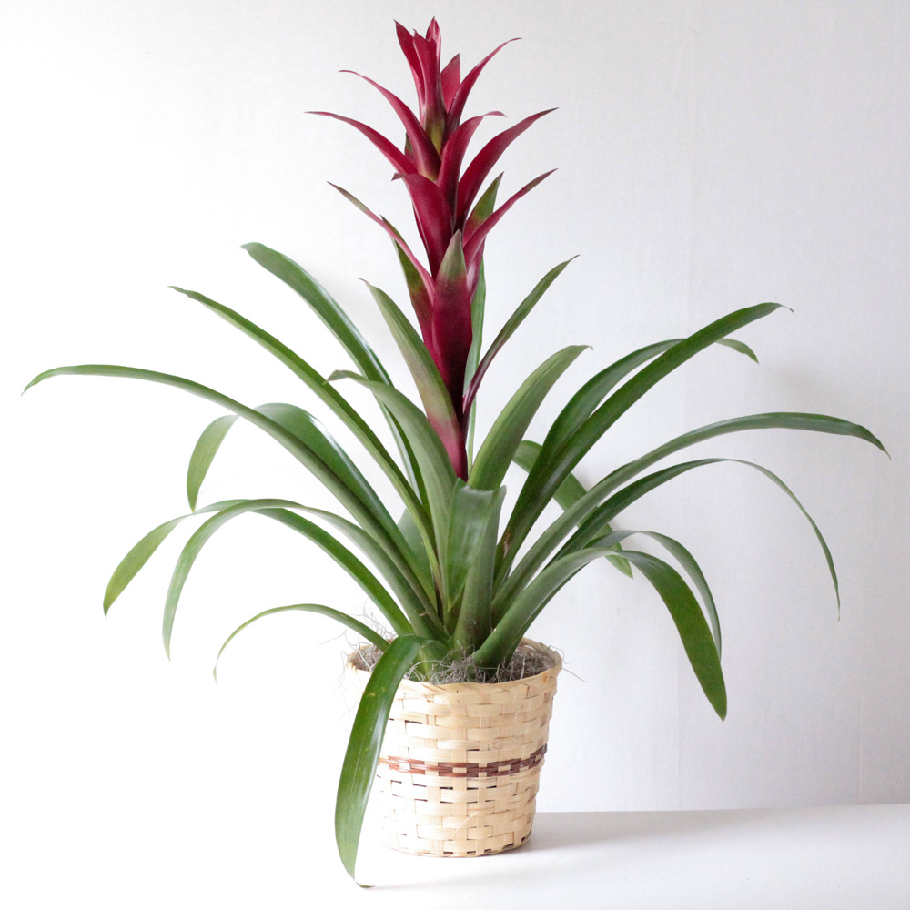 Bromeliad