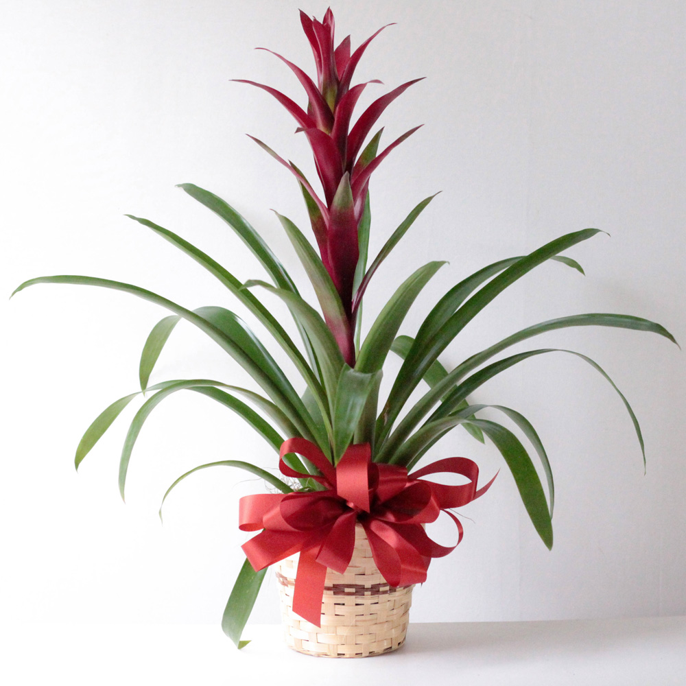 Bromeliad