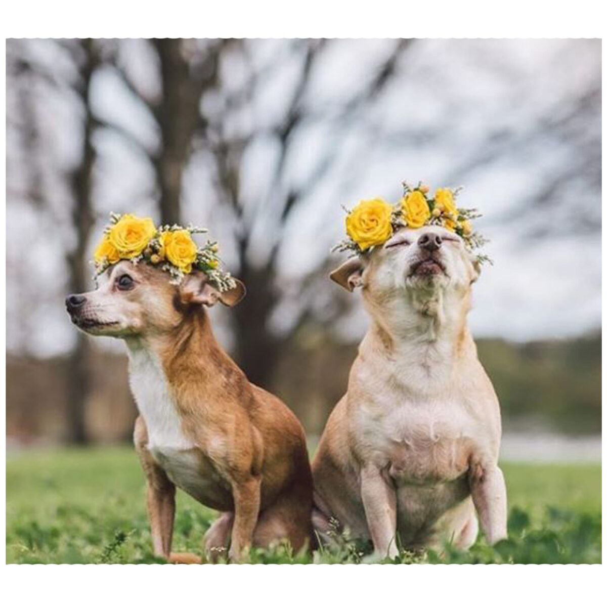 ZilkerBark! Dog Flower Crown