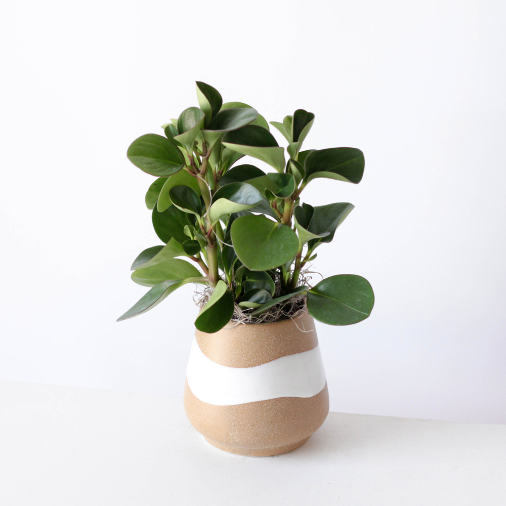 Peperomia Plant