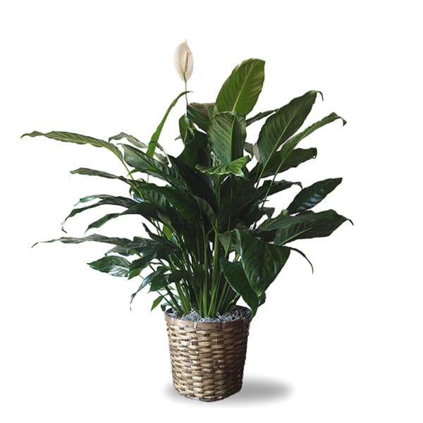 Spathiphyllum plant