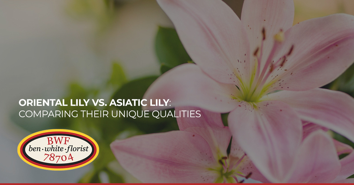 Oriental Lily vs. Asiatic Lily: Comparing Their Unique Qualities