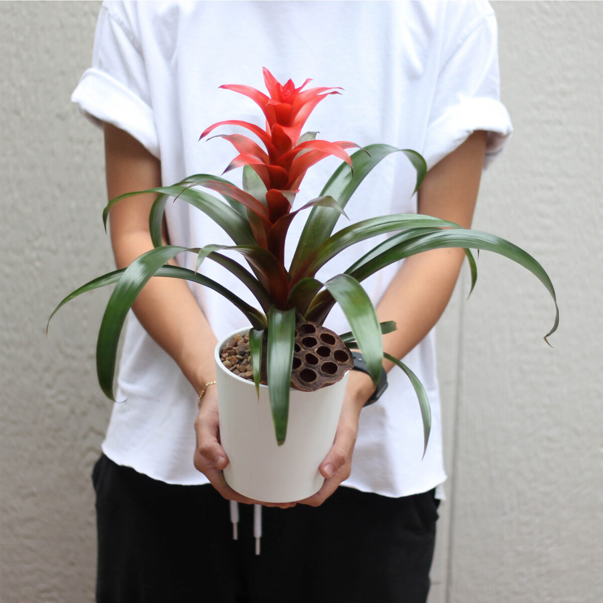 Bromeliad 4" Plant