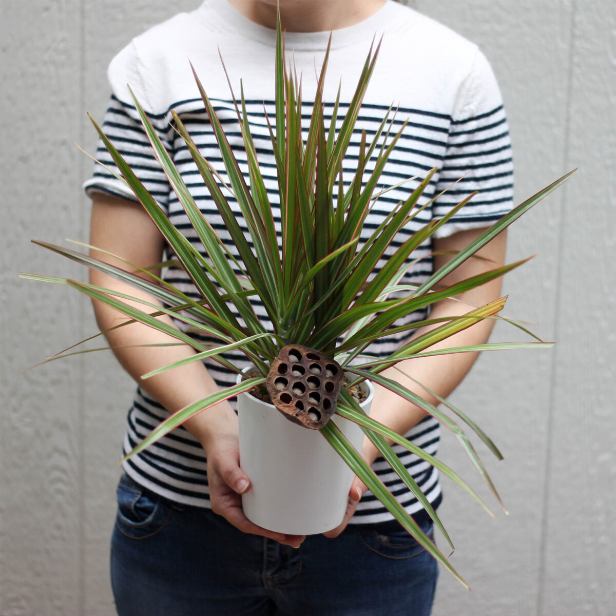 4" Dracena Plant