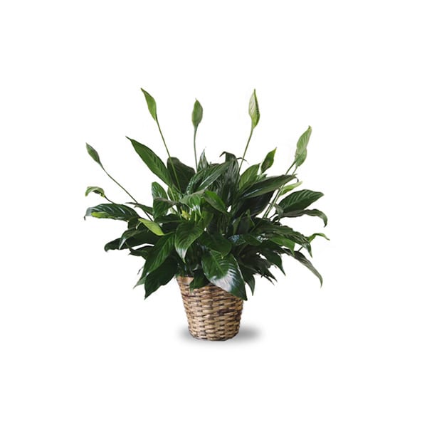 Spathiphyllum plant