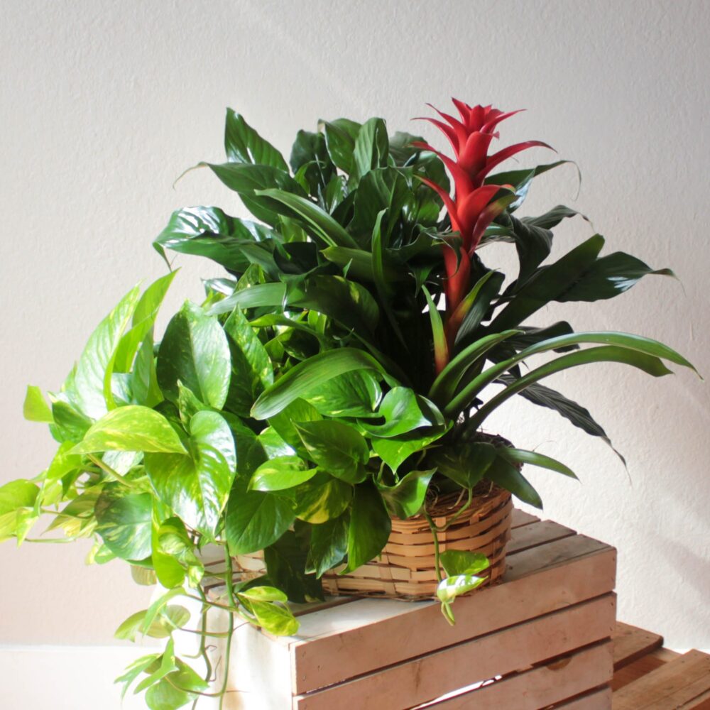 Triple Plant Basket
