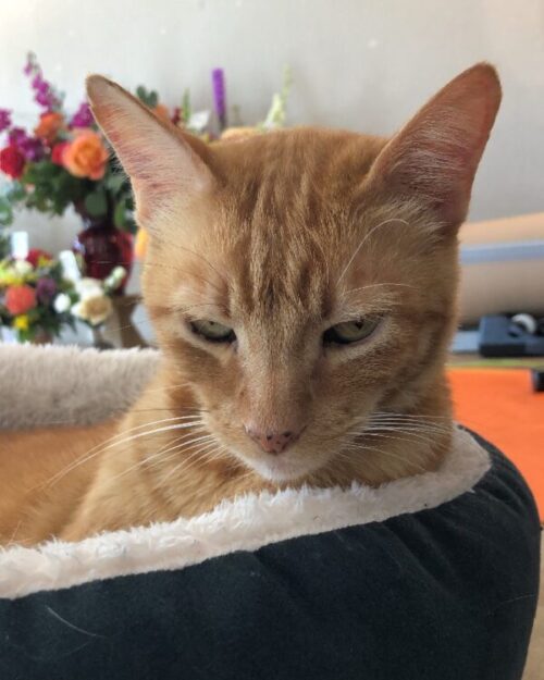 Meet the Crew - Cat