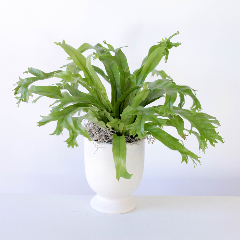 Bird's Nest Fern - 4"