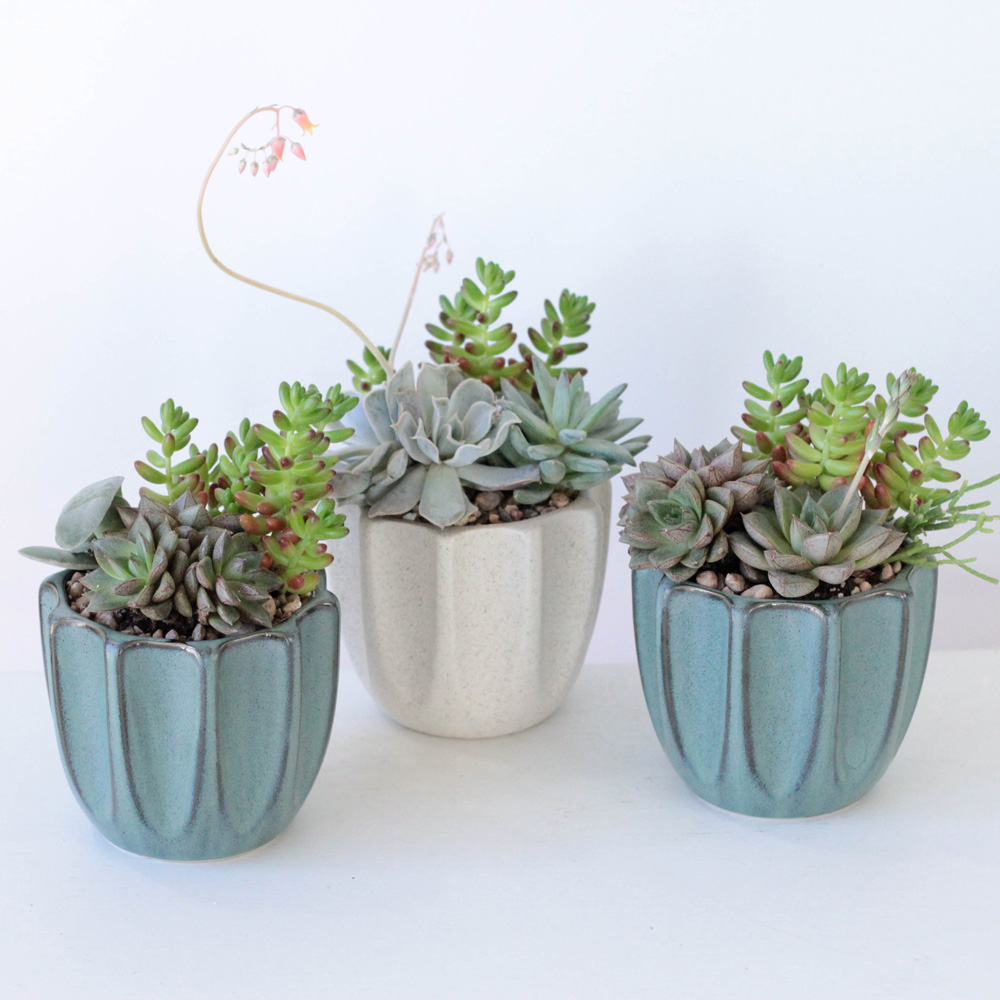 Succulent Garden