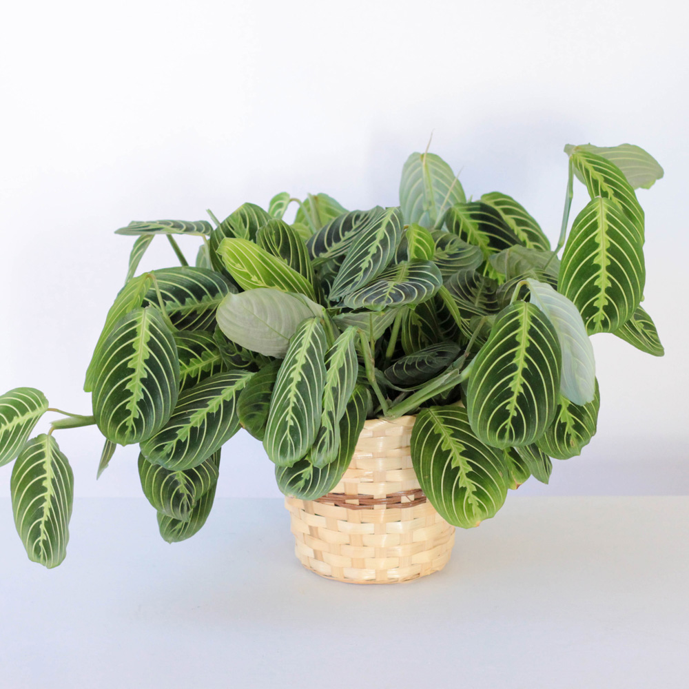 Maranta Leuconeura- 6"