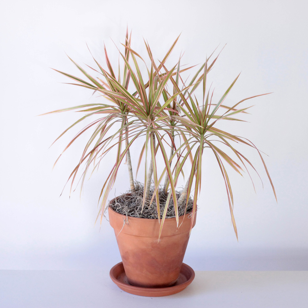 Marginata Dracaena