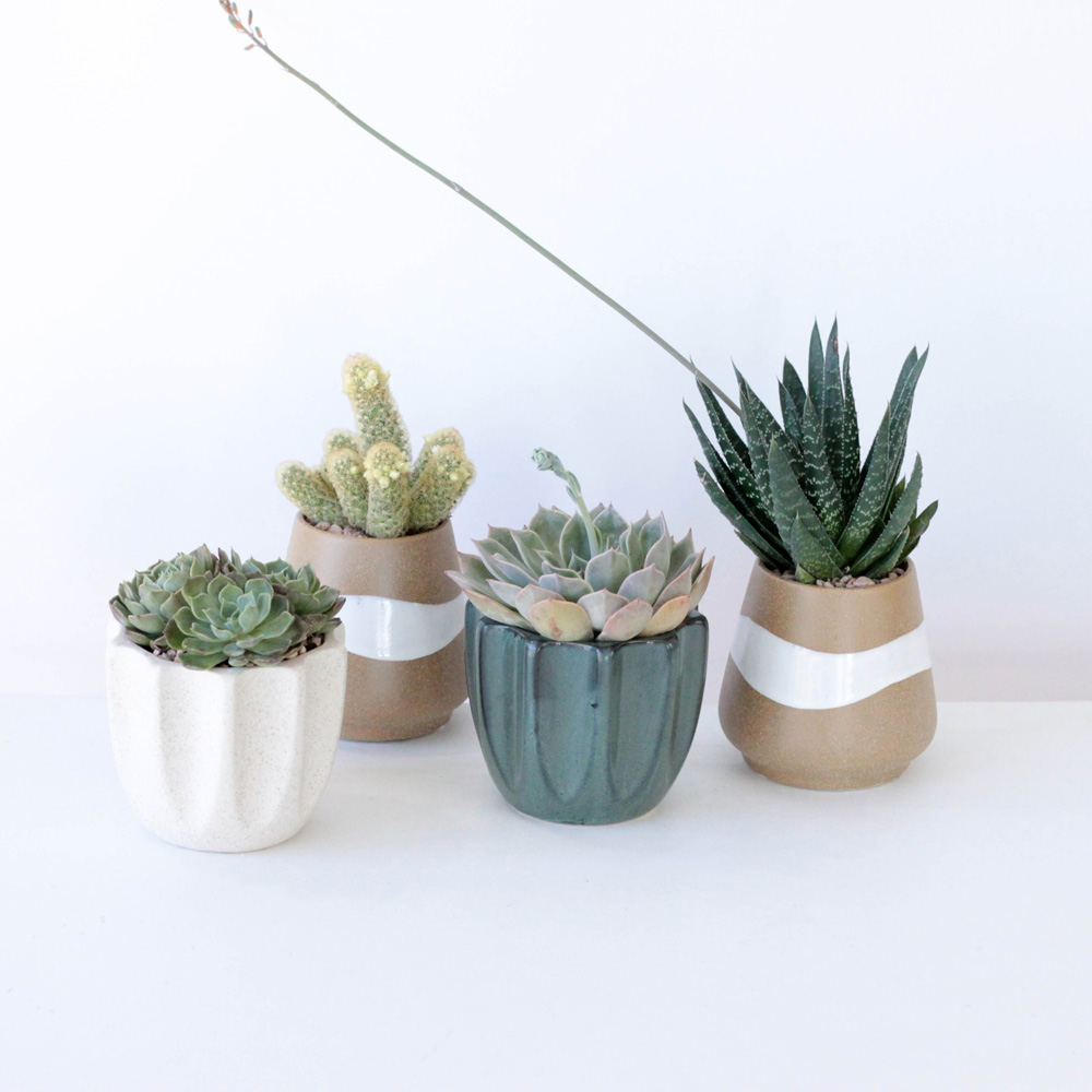 Potted Succulent