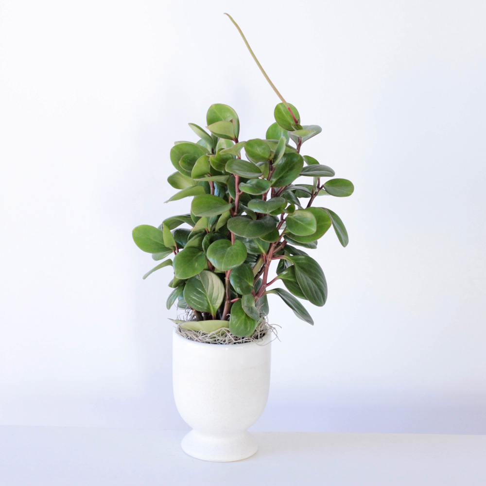 Potted Peperomia