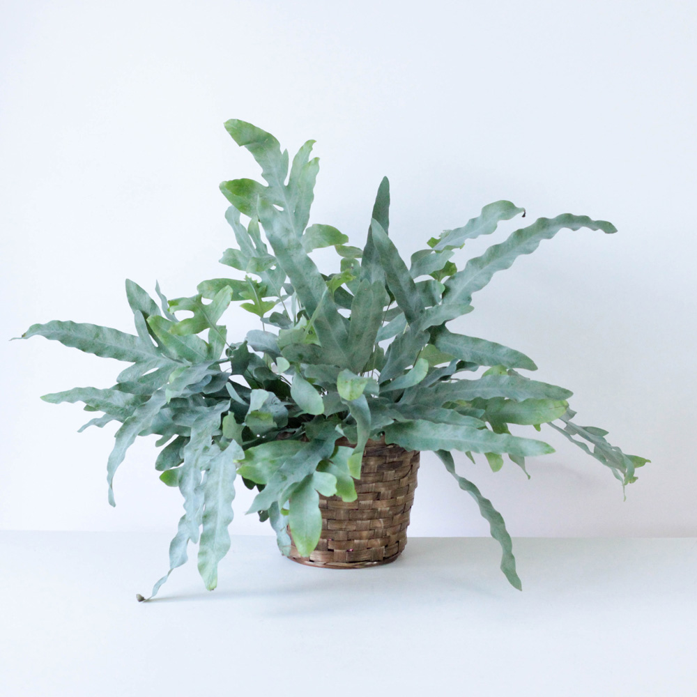 Blue Star Fern