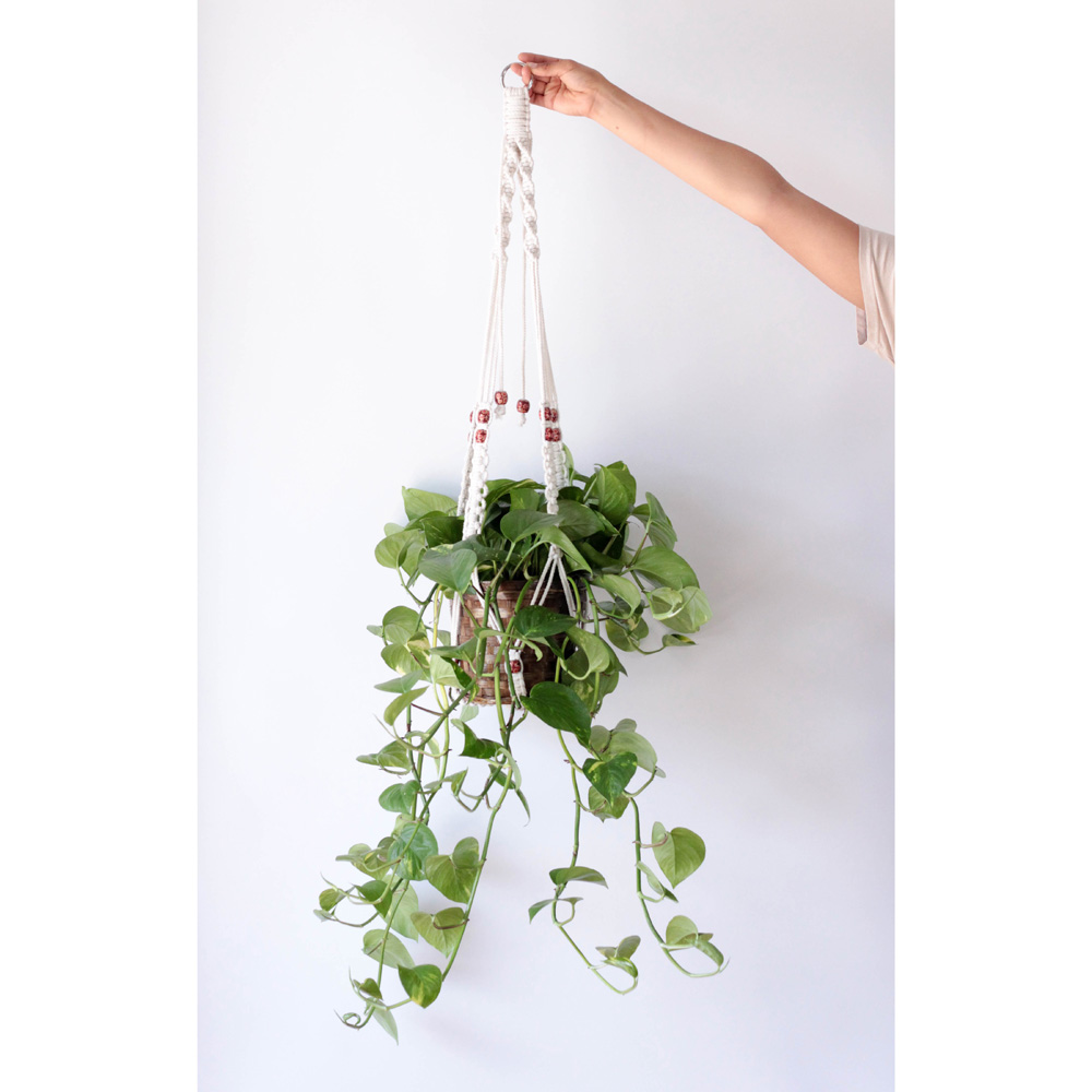 Ivy in a Macrame
