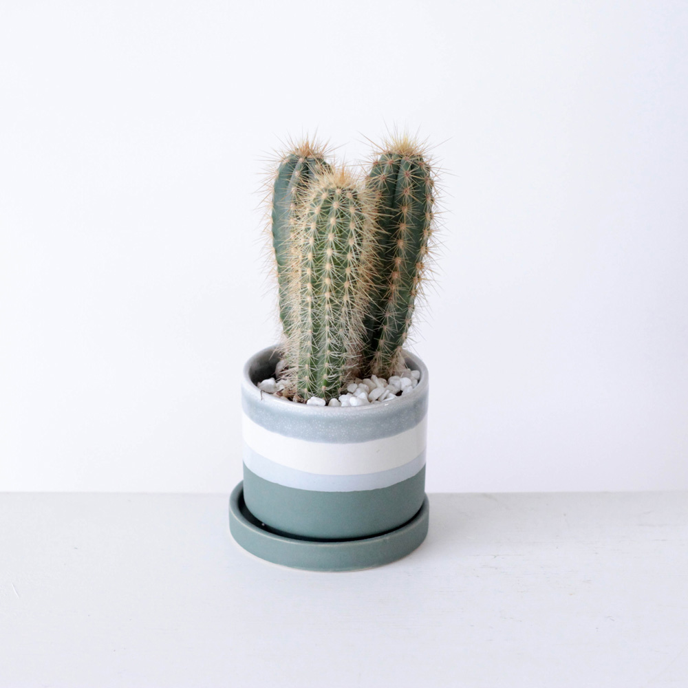 Little Cactus