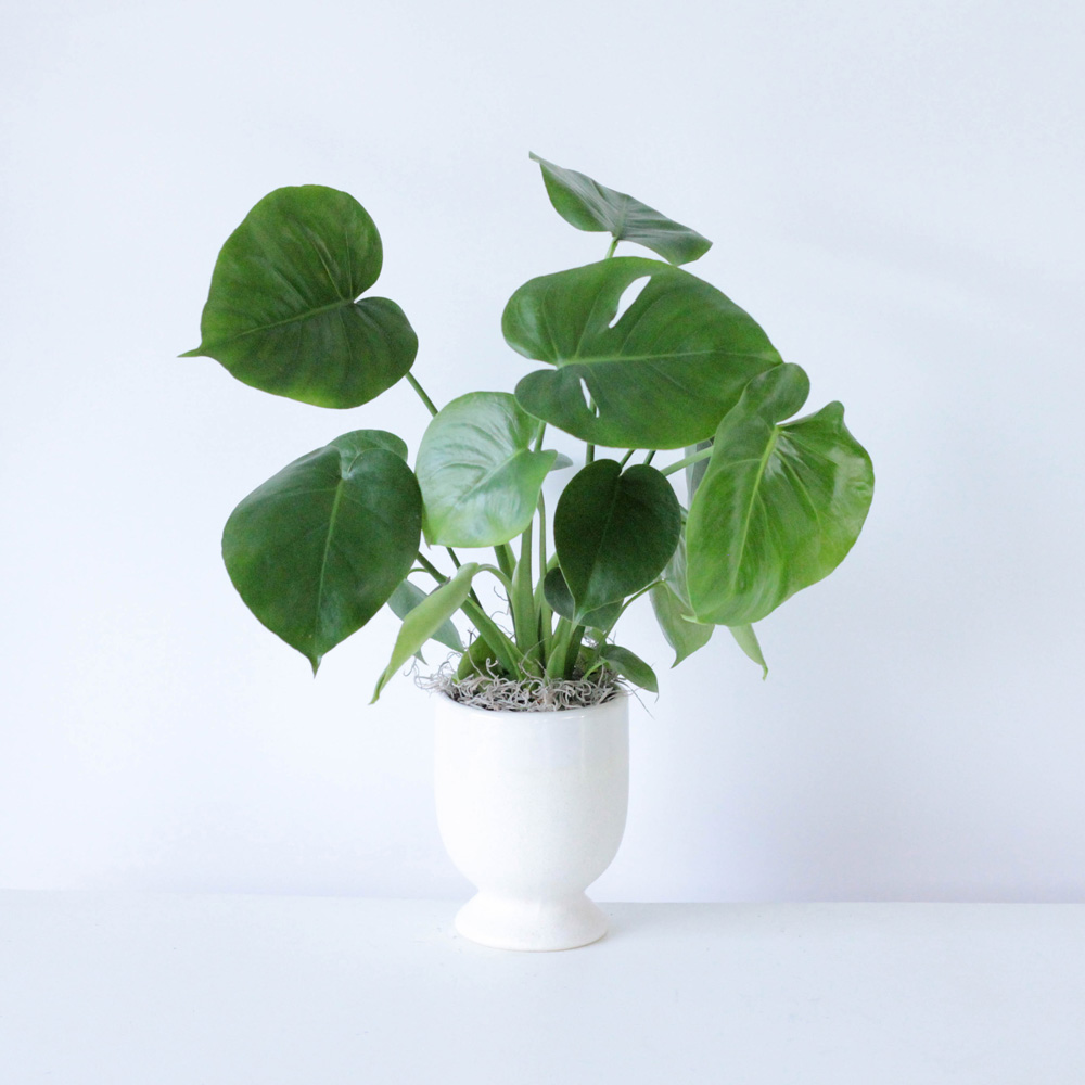 Monstera - 4"