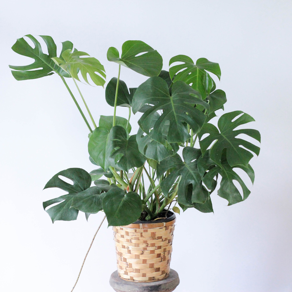 Monstera- 10"