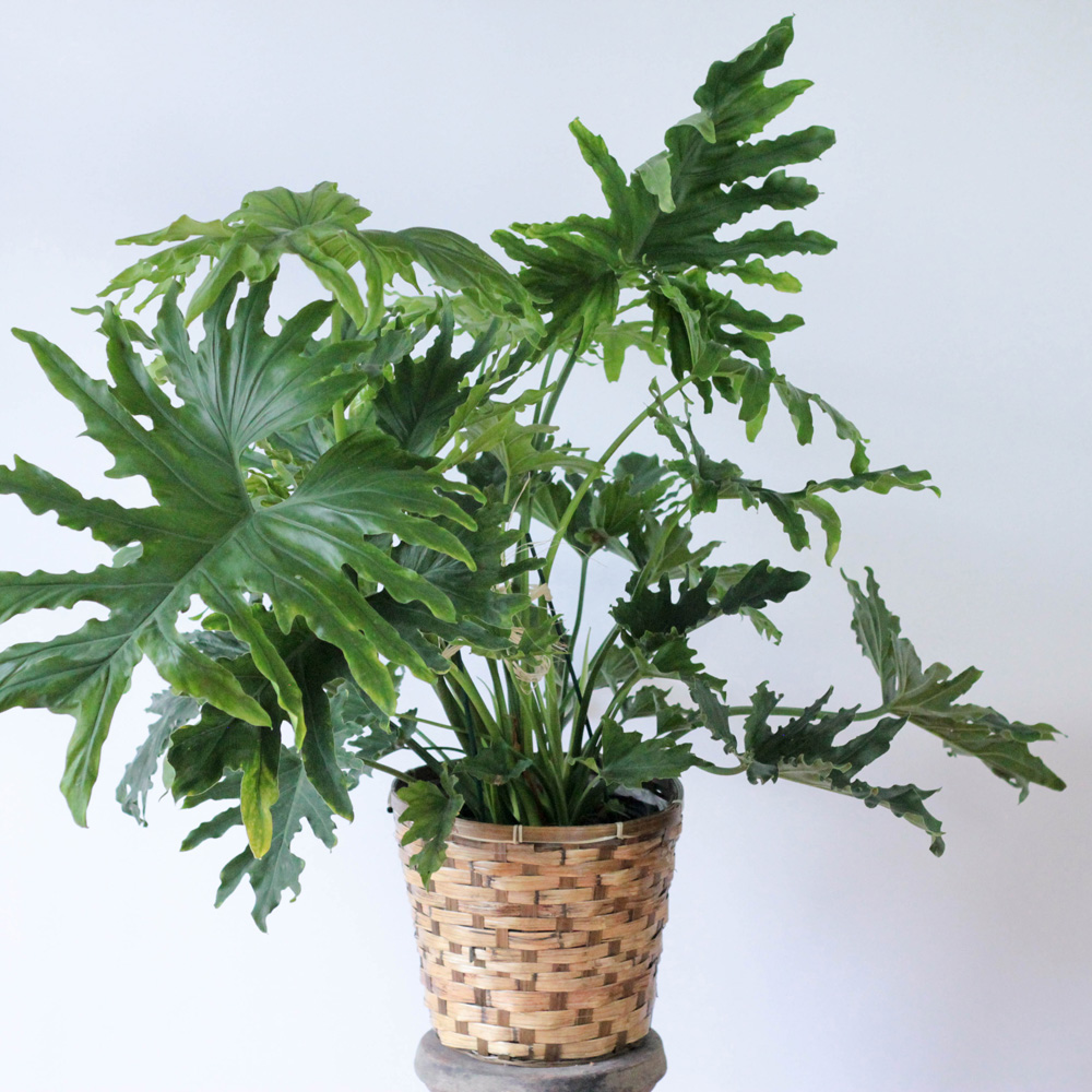 Philodendron - 10"