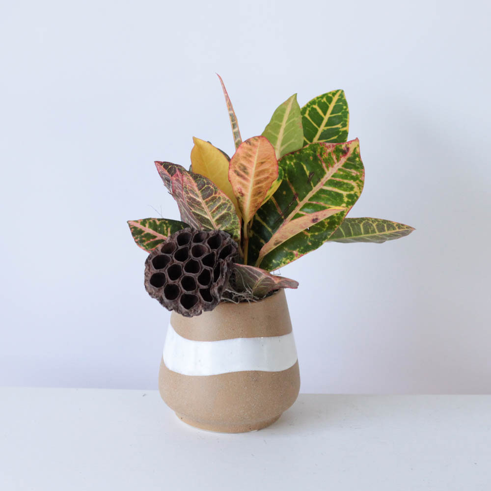 Potted Croton - 4"