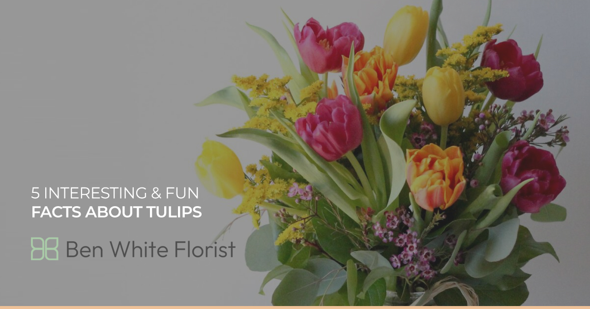 5 Interesting & Fun Facts About Tulips