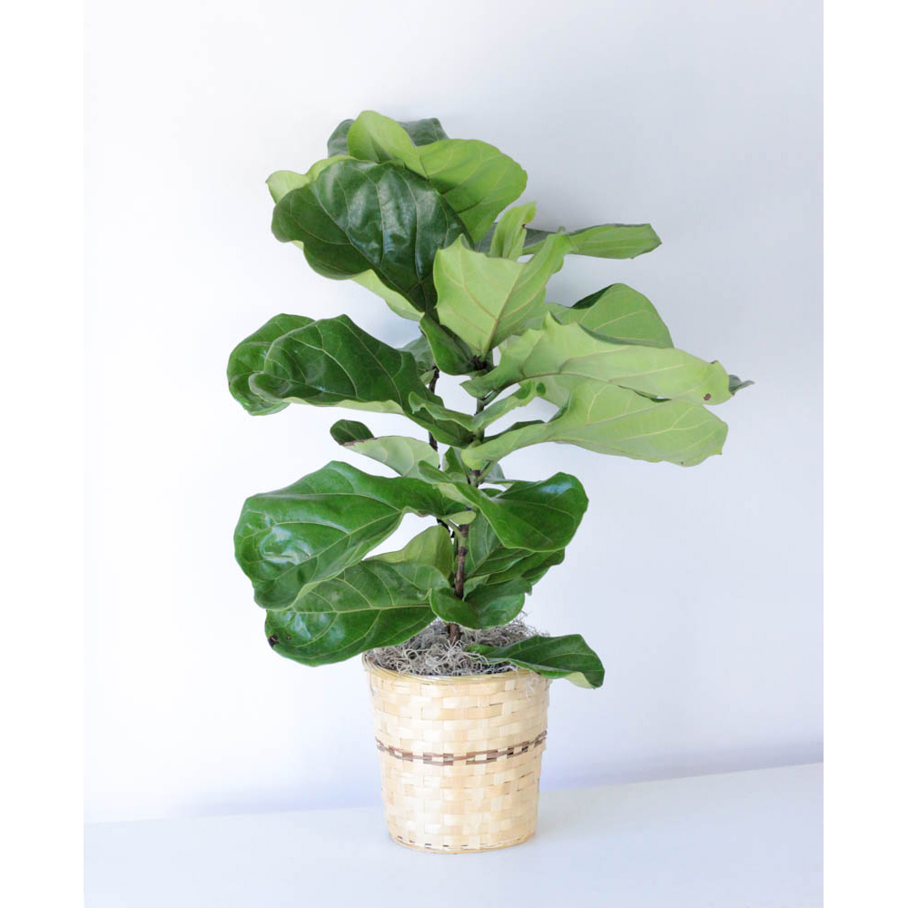 Fiddle Leaf Fig - 8"