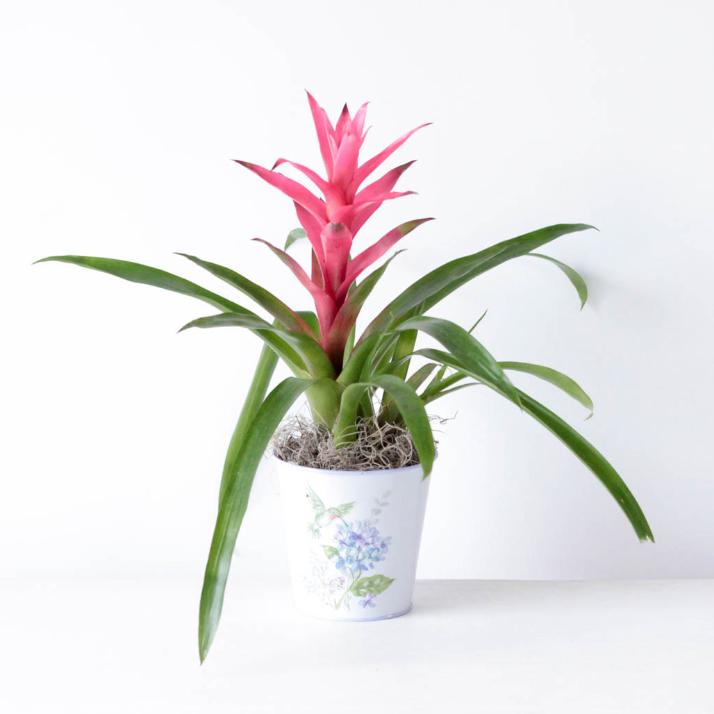 Bromeliad - 4" Hummingbird Pot
