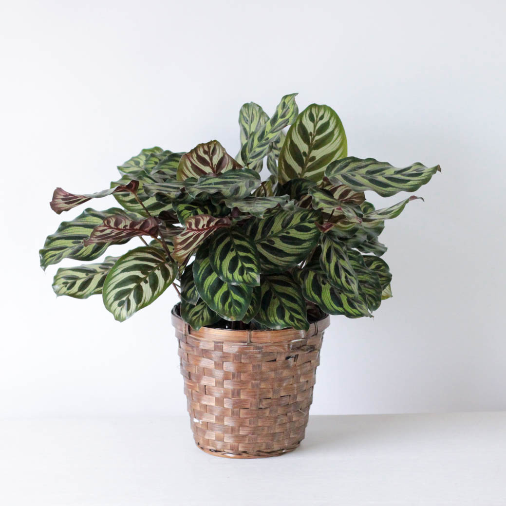 Calathea - 6"