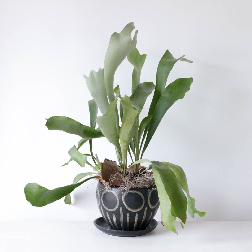 Potted Staghorn