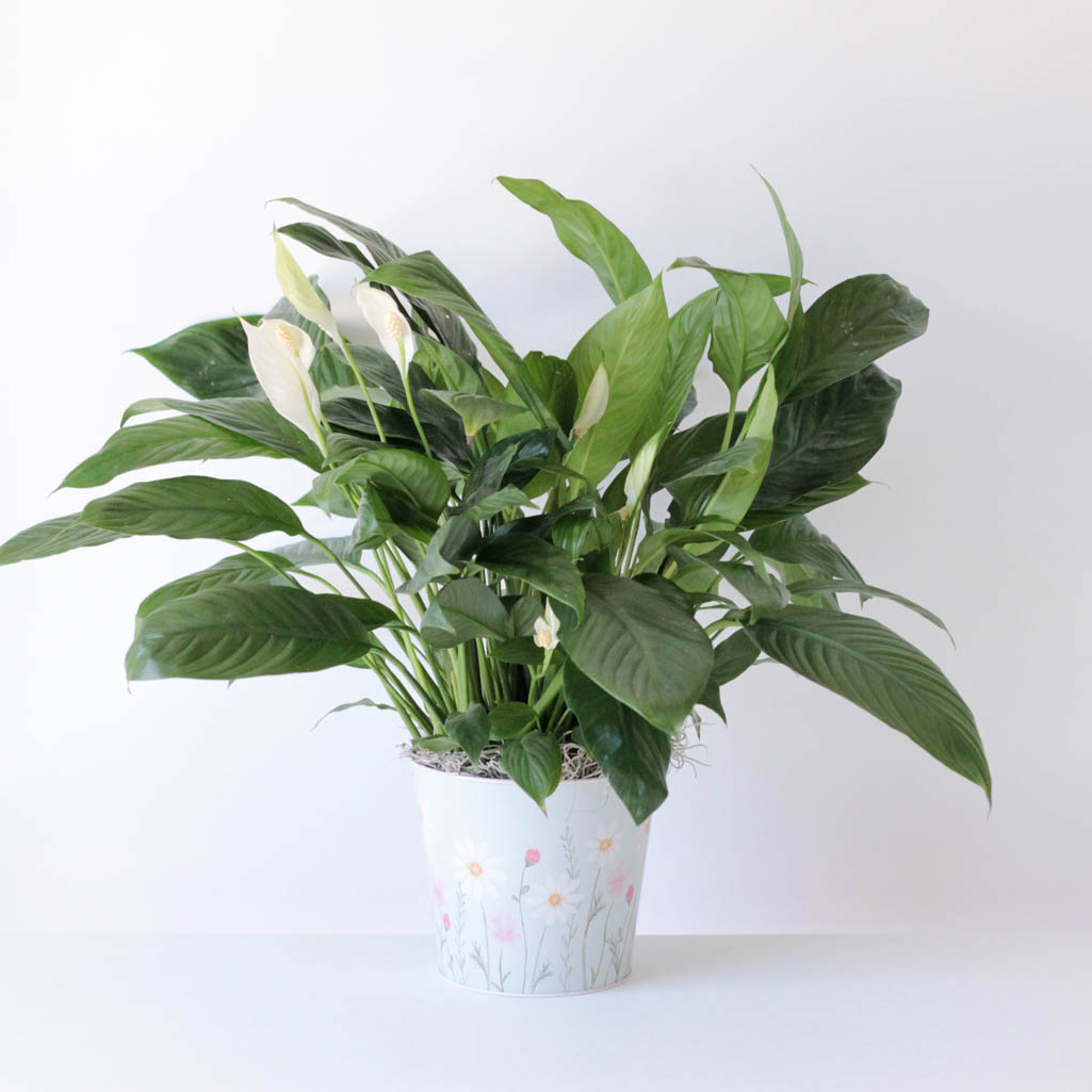 Peace Lily- Floral Tin