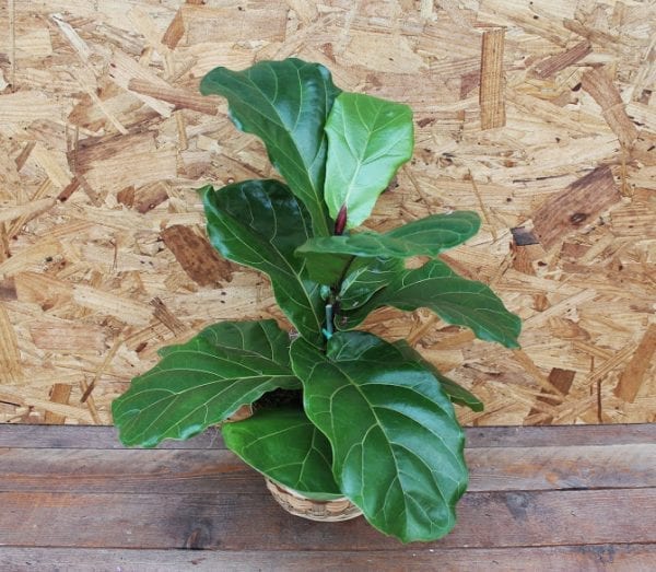 Fiddle Leaf Fig Plant in basket