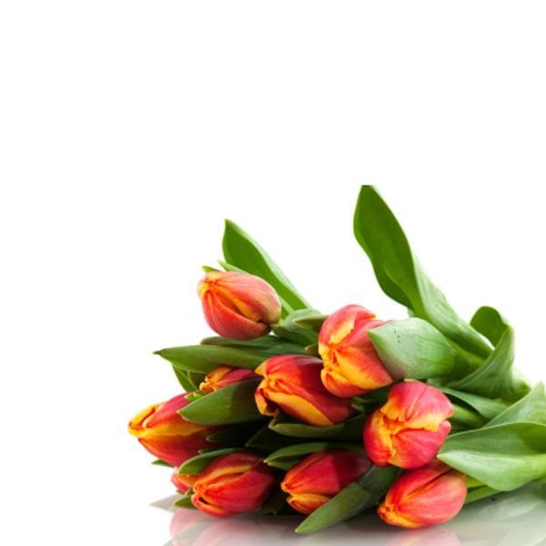 Tulip Bunches