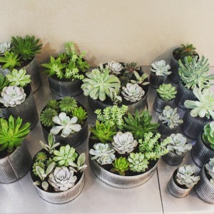 potted-succulents  